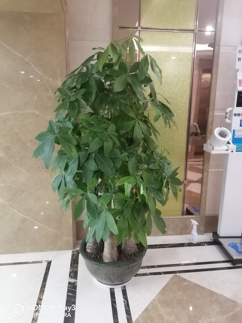 五桿發(fā)財(cái)樹