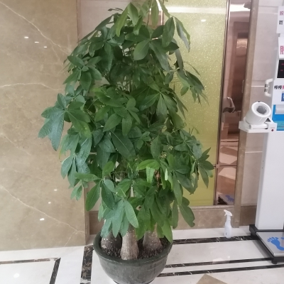 五桿發(fā)財樹