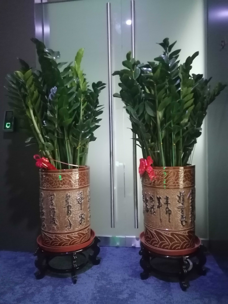 金錢(qián)樹(shù)