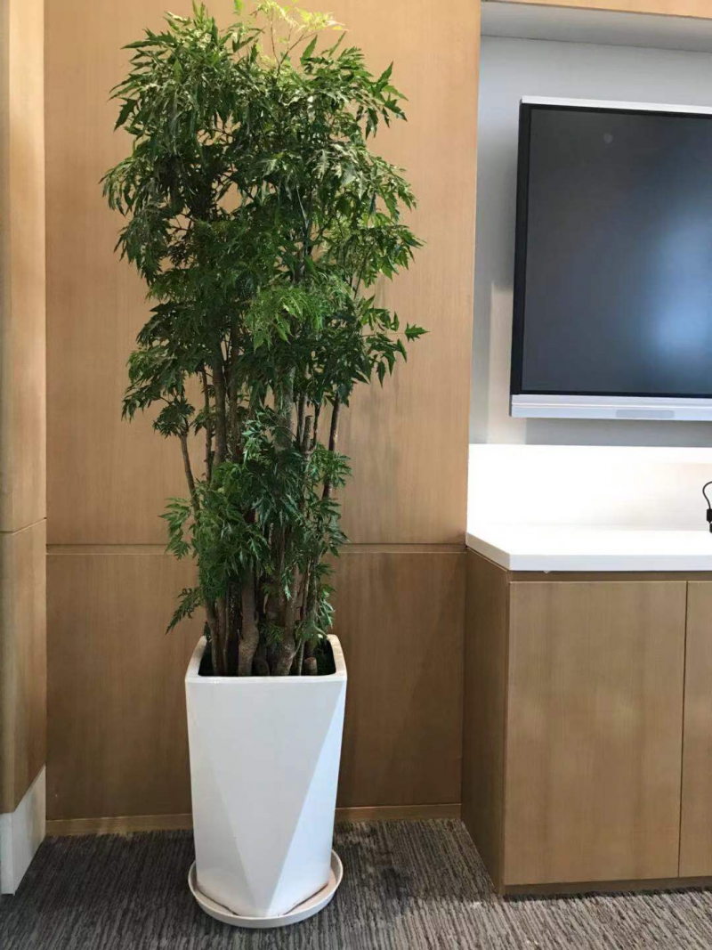 細葉福祿桐