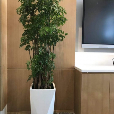 細(xì)葉福祿桐