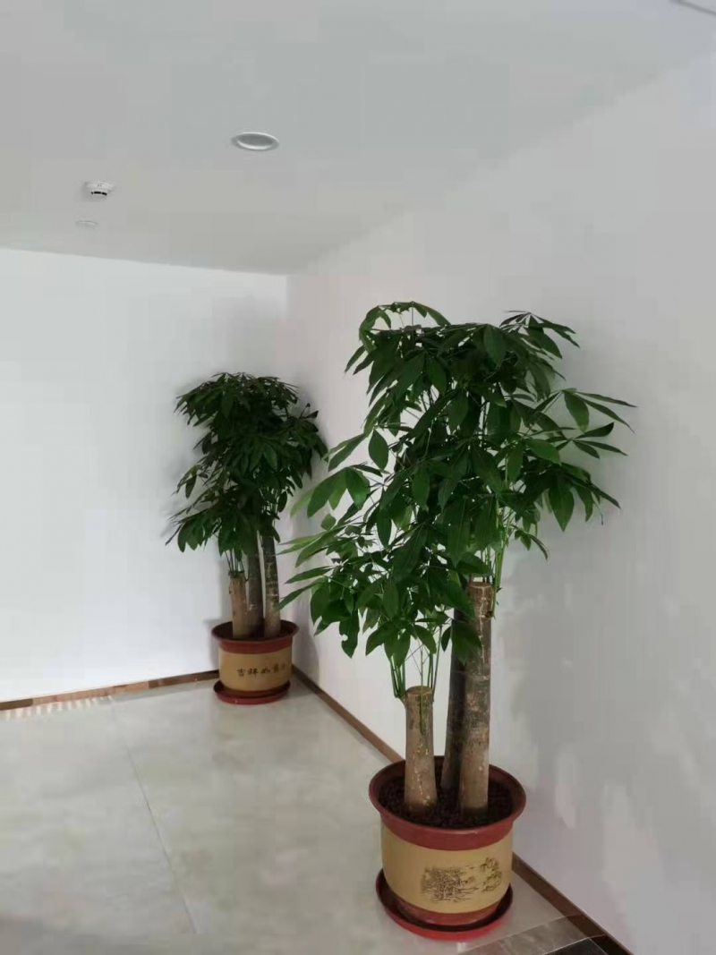 朱砂發(fā)財樹