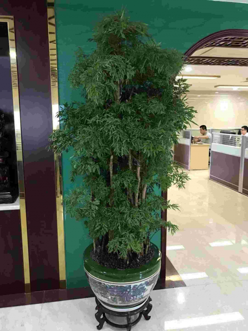 細葉福祿桐