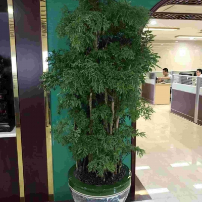 細(xì)葉福祿桐