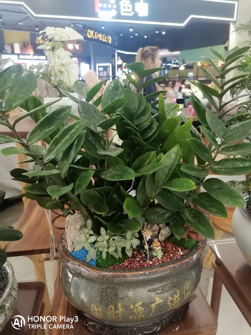 金錢樹盆栽
