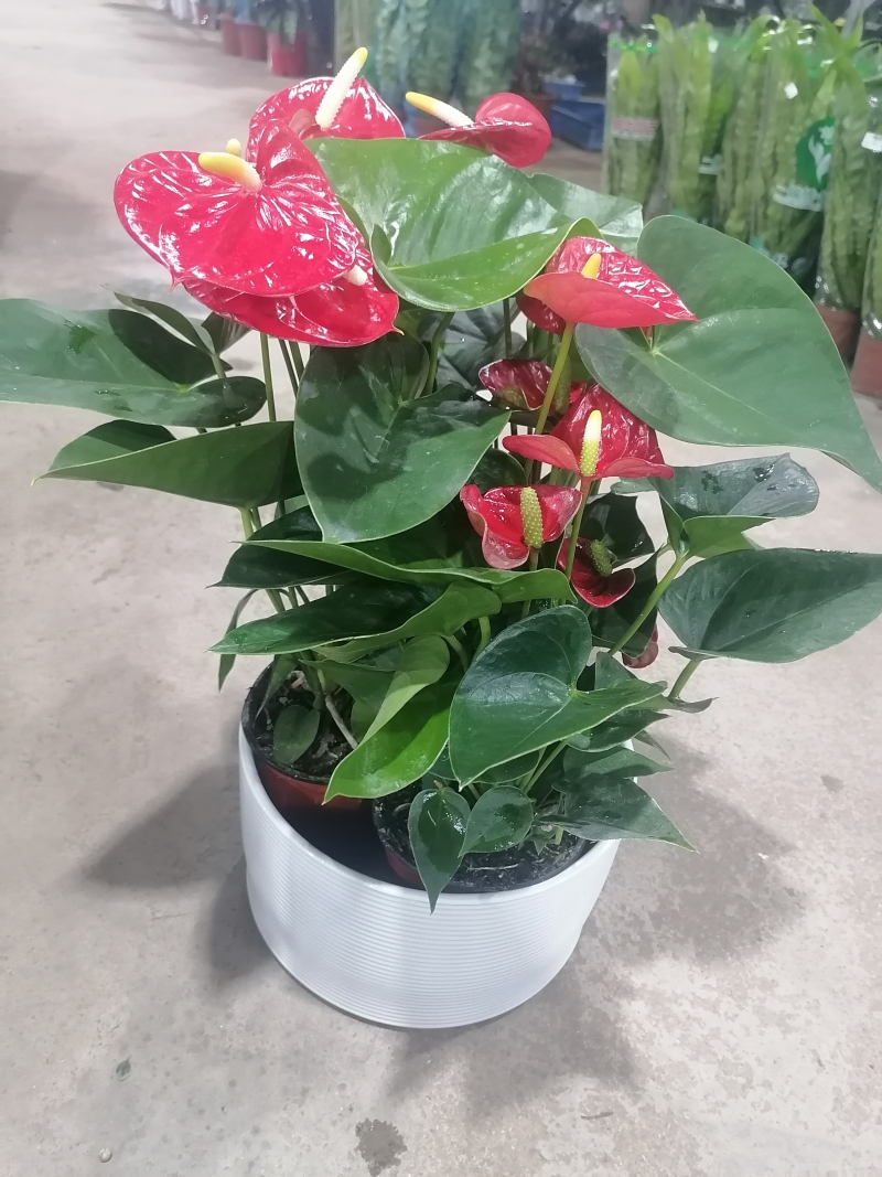 紅掌盆栽