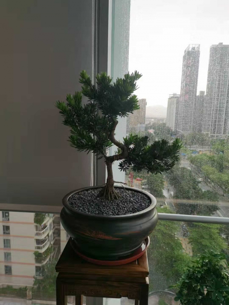 羅漢松