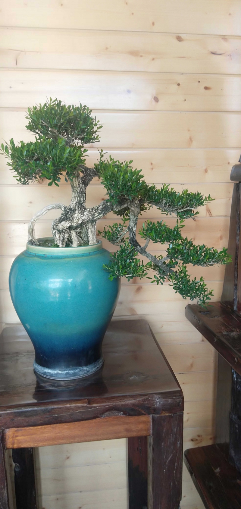 黃楊樹(shù)盆栽