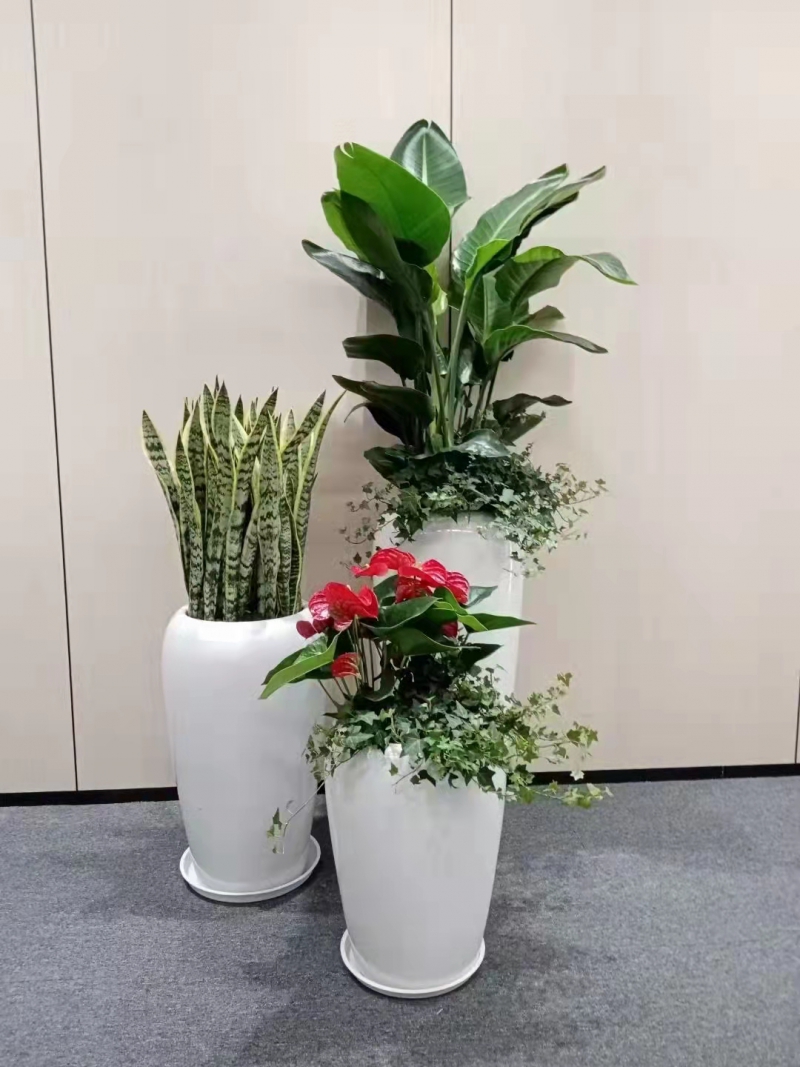 組合盆