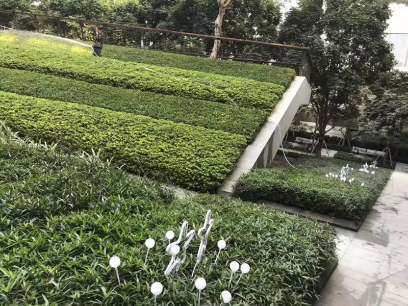 綠化養(yǎng)護