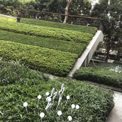 綠化養(yǎng)護(hù)